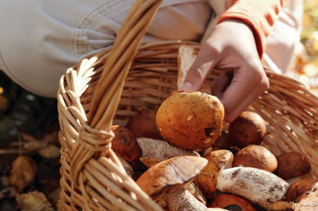 Weekend enogastronomico in Sila: tra funghi porcini e tradizione calabrese