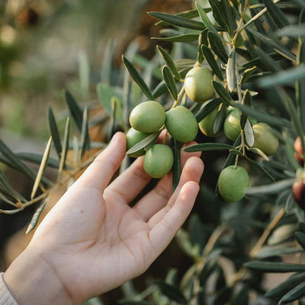 Olio Extra Vergine di Oliva